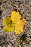 Weinblatt im Herbst