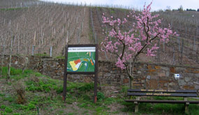 Weinbergspfirsich