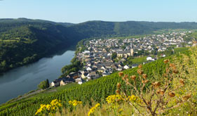 Weinblatt im Herbst